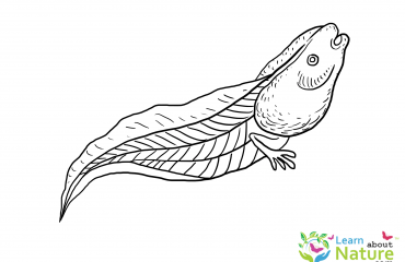 Tadpoles Coloring Pages Archives - Learn About Nature