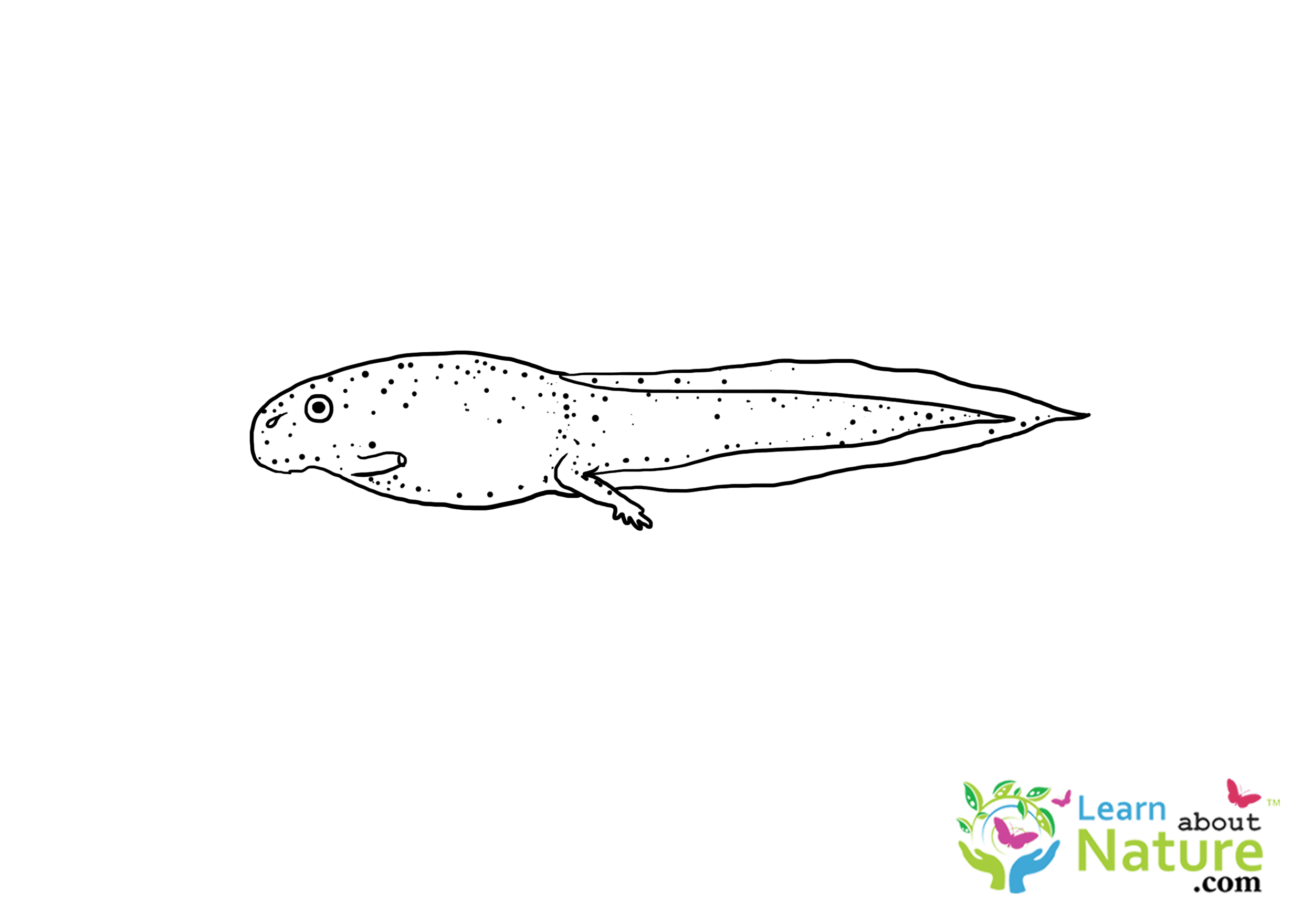 tadpole-coloring-page-5 - Learn About Nature