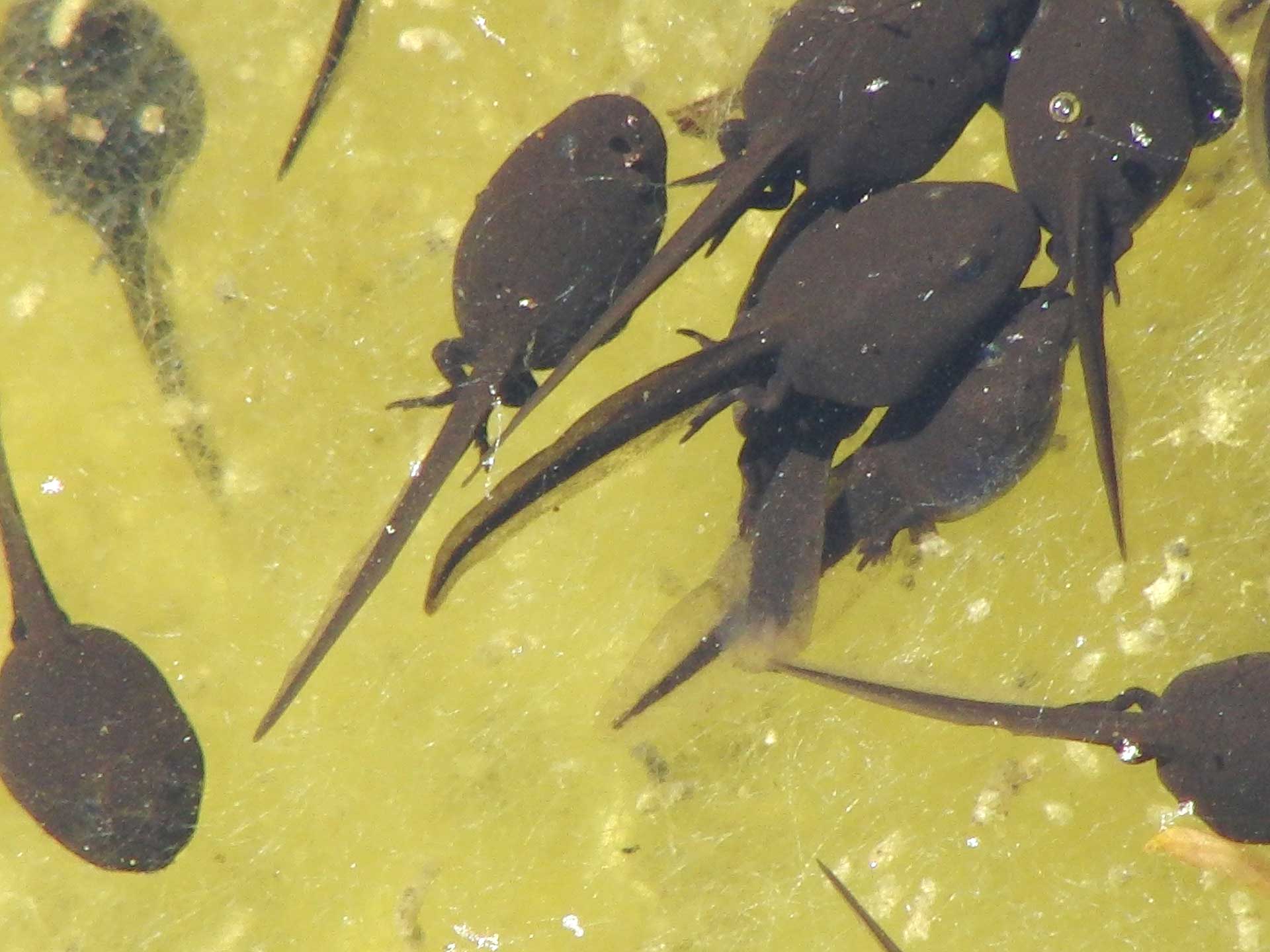 How Long Does It Take for Tadpoles to Turn into Frogs?