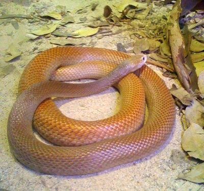 Taipan Snake