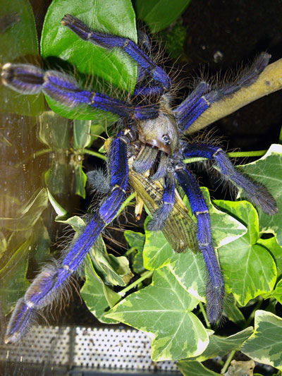 Blue Tarantula Eating Desert Locust