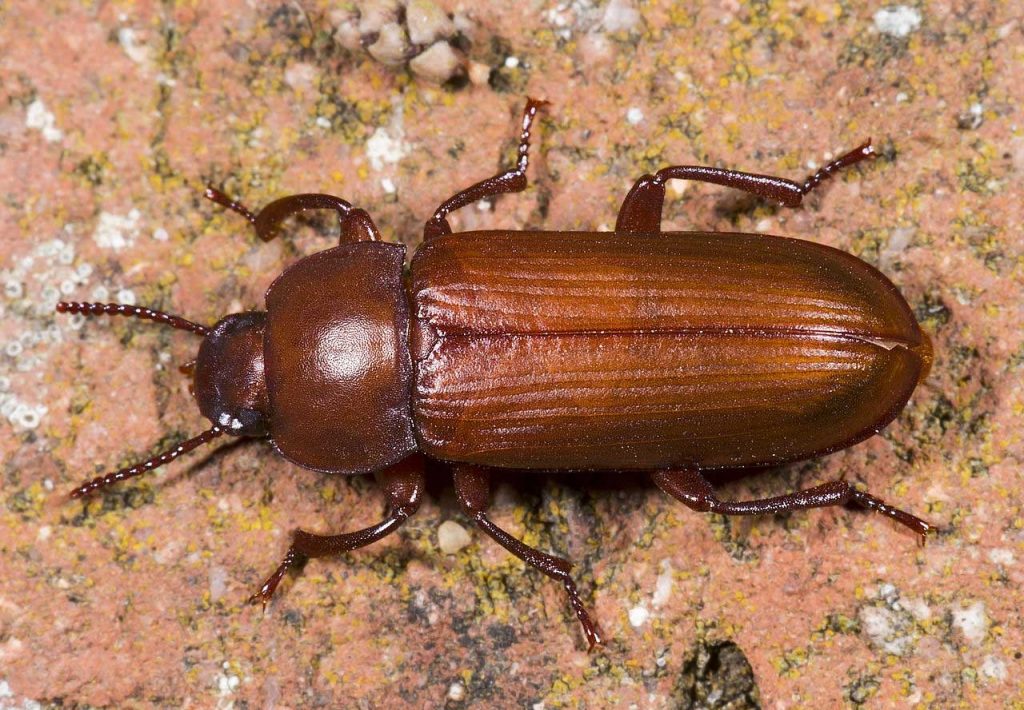 Mealworm