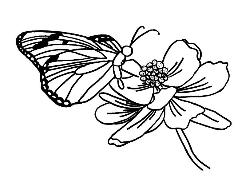 Tiger Butterfly Coloring Page
