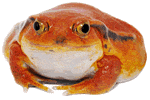 Tomato Frog
