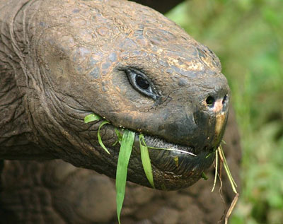 Tortoise Eating