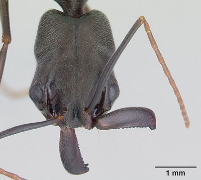 Odontomachus Bauri Trap-Jaw Ant