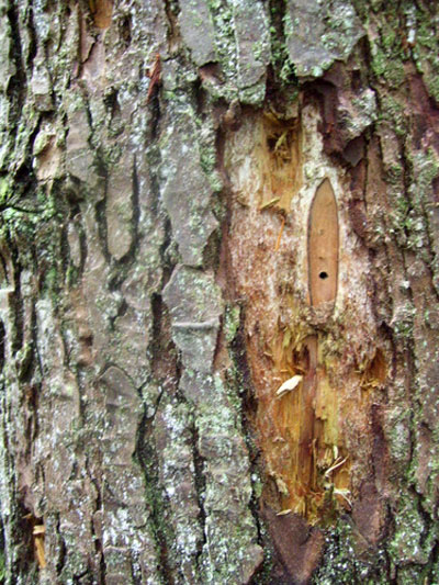 Tree with Heart Rot