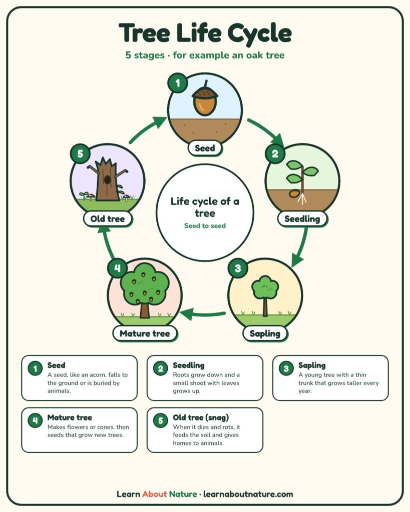 Tree Life Cycle diagram showing seed, seedling, sapling, mature tree and old tree (snag) stages