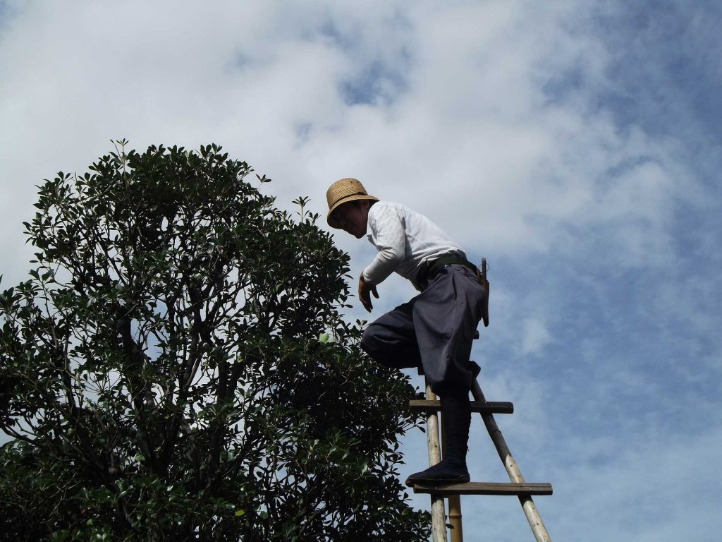 Tree Trimming