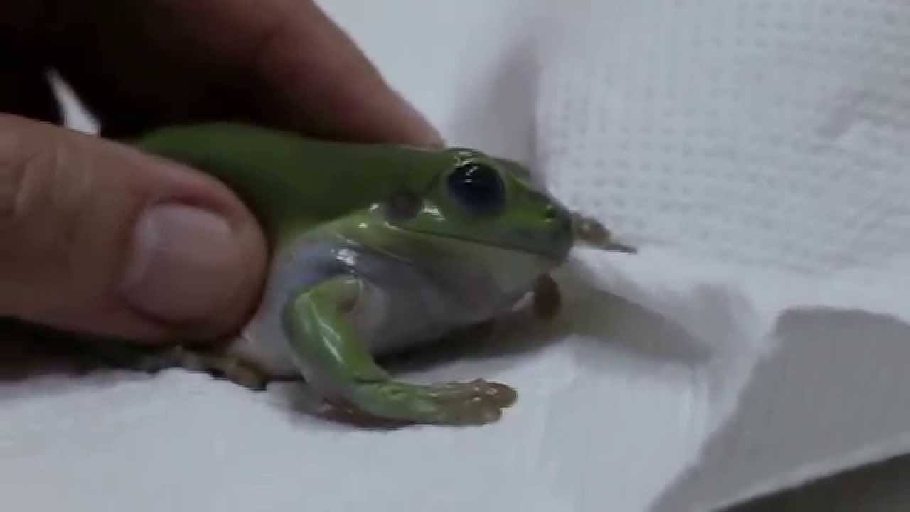 Dumpy Frog