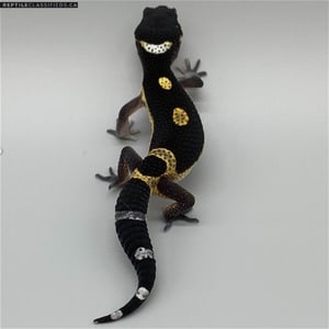 Baby Black Night Leopard Gecko 4