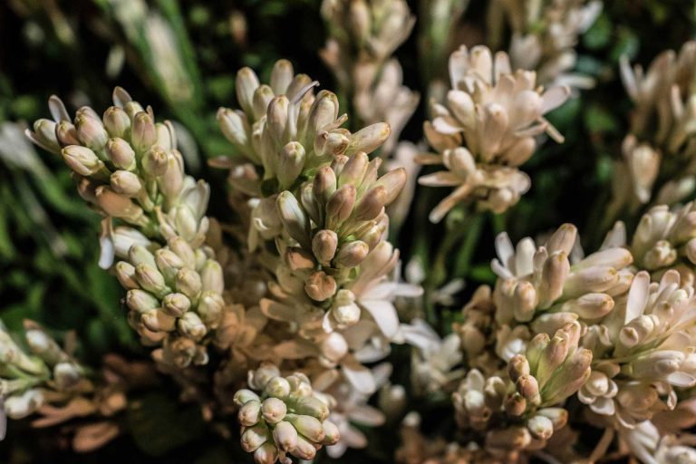 Tuberose – History of Use in Religious Ceremonies Including Hawaiian Marriages