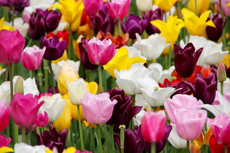 Tulips – Journey From 1,000 AD Turkey to the Botanical Gardens of Holland
