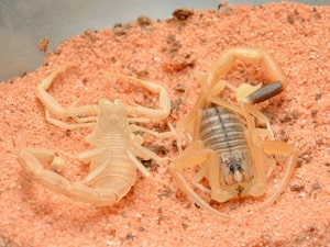 Deathstalker Scorpion 8