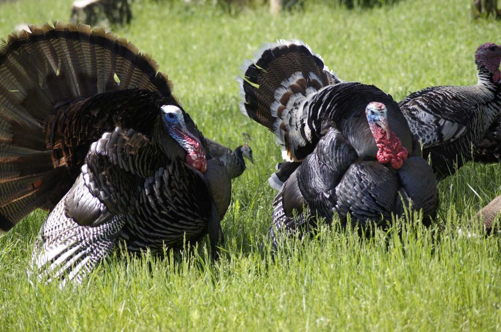 Turkey