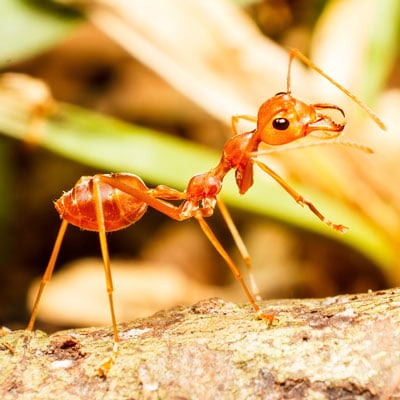 Red Weaver Ant
