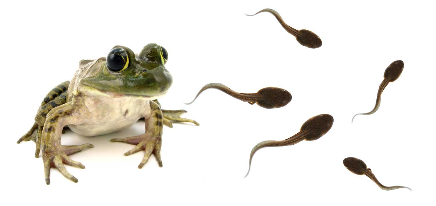 Frog and Tadpoles
