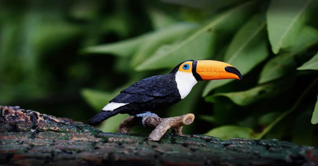 what does toucan eat