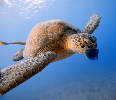 Sea Turtle eating Jellyfish
