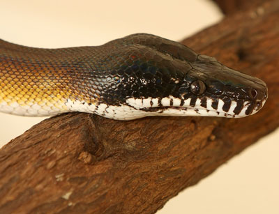 White-Lipped Python