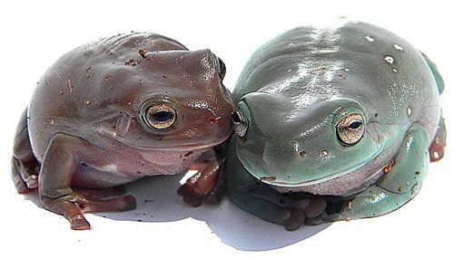 Dumpy Frogs