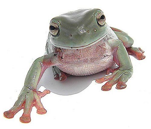 Dumpy Frog