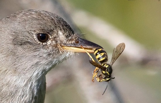 Willow Flycatcher and Executioner Wasp