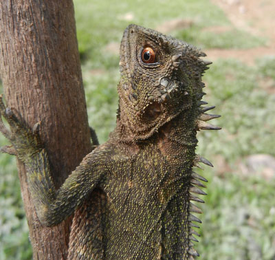 Horned Wood Lizard