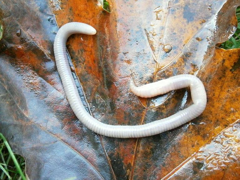 Worms: Why Are They Slimy and Other Facts
