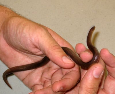 Detailed Article about Worm Snake