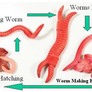 Worm Life Cycle