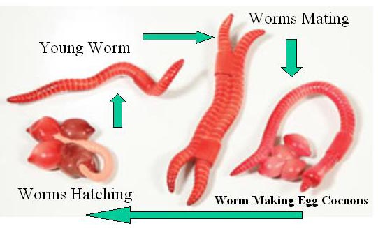 Worm Life Cycle Diagram