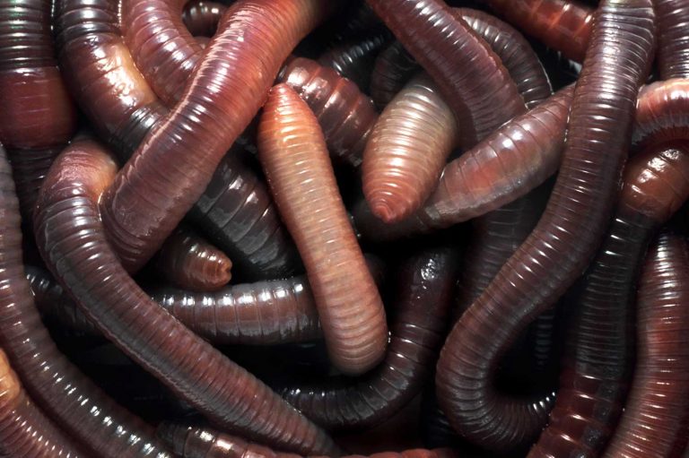 About Worm Farming