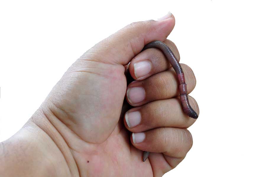 Worm in Hand