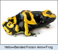 Yellow banded frog