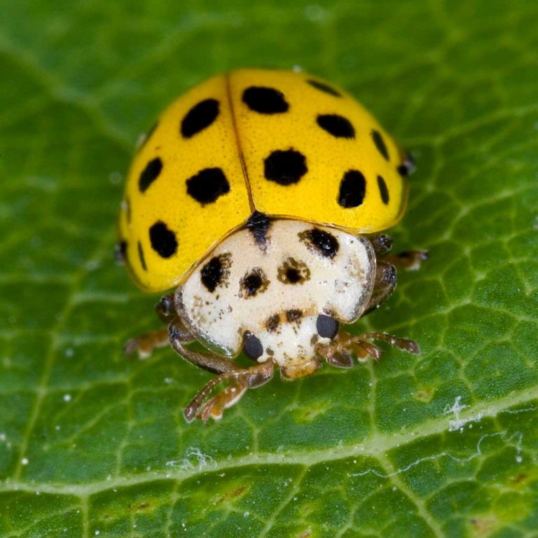 Yellow Ladybug – Biological Characteristics Of “Lucky” Beetles