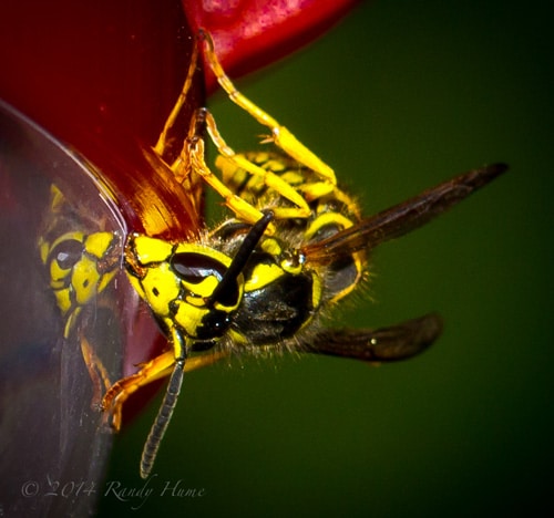 YellowJacket Wasp